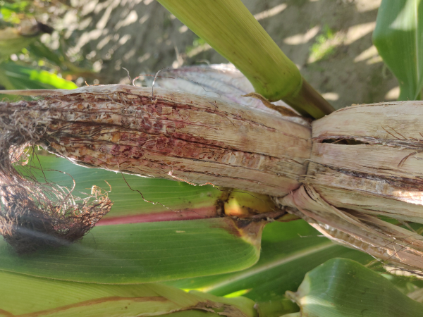 Ear Rot mold on corn ear.