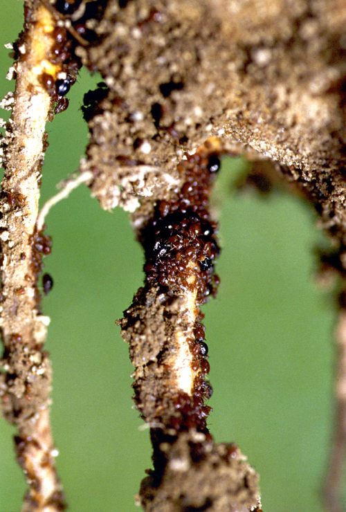 Feeding on young roots causes stunted growth.