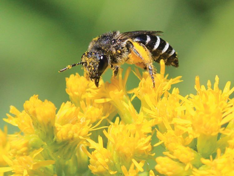 bee