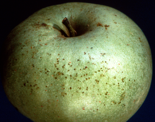 Adults can leave black excrement on leaves and fruit.