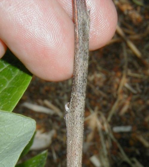 Black spots on this blueberry shoot killed by phomopsis are the pycnidia, which release spores during spring rains. Photo by Mark Longstorth, MSU Extension.