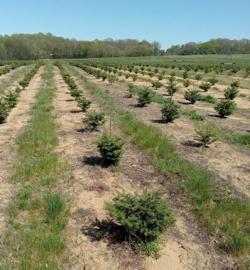 A Christmas tree field.