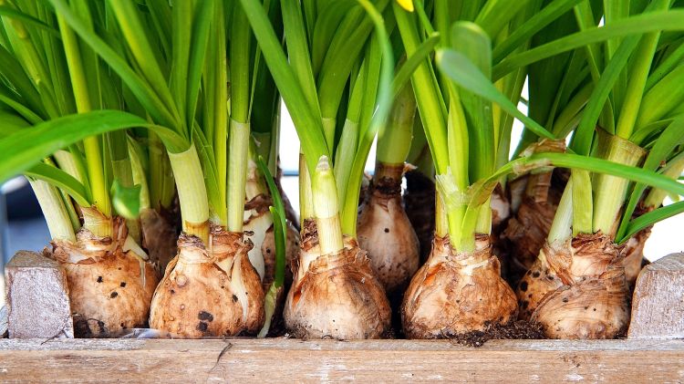 Flower bulbs in a container.