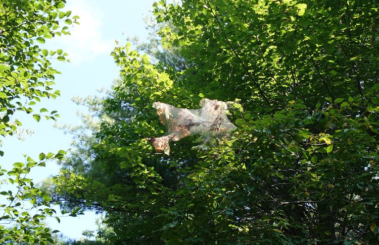 Webbing high up in a tree.