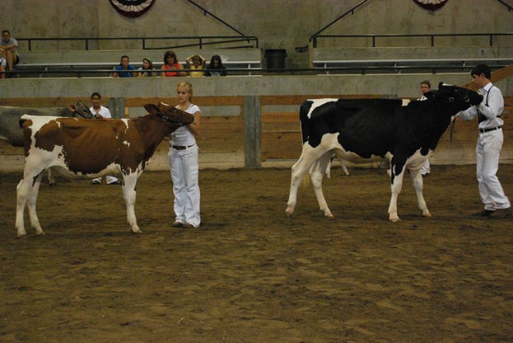 People showing cows