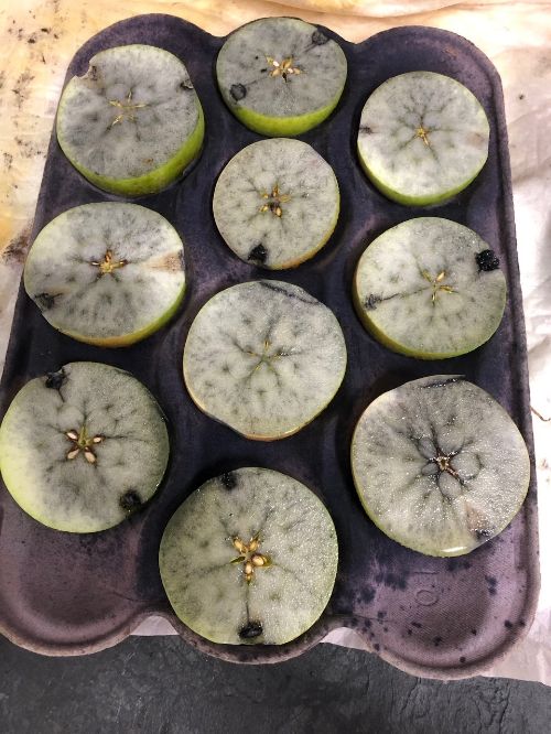 Honeycrisp apples treated for the Starch-Iodine test.