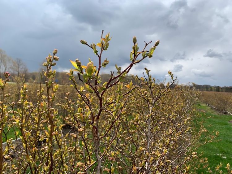 Duke blueberries