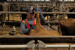 Applied dairy nutrition in action