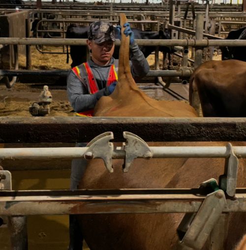 man standing behind a brown cow