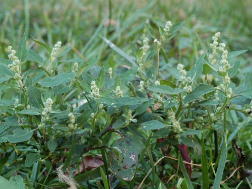  Common Lambsquarters5.jpg 