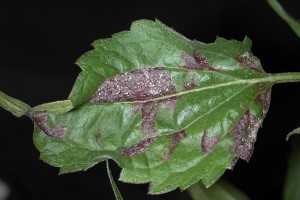 Downy mildew on perennials - Plant & Pest Diagnostics