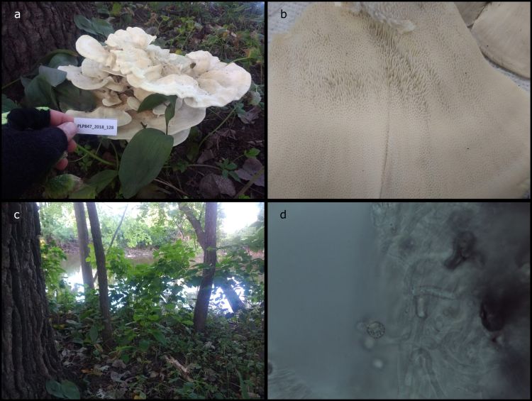 A) Basidiocarp at the base of a Quercus macrocarpa. B) Hymenium of the specimen, showing angular pores. C) Habitat where the specimen was found, on a forested riverbank. D) Spore at 1000X, showing light color and ornamentation.