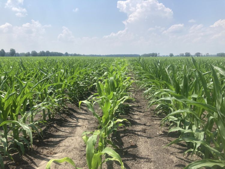 Rows of seed corn growing in a field to a height of just above the knee. A blue, sunny sky is in the background.