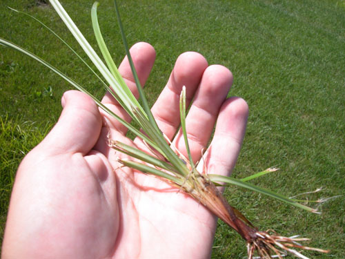  Yellow Nutsedge2.jpg 