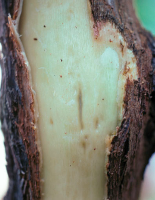 Peeling bark off trunk reveals small pits in wood.