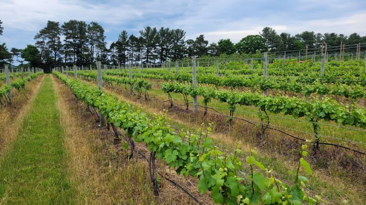 A grape vineyard.