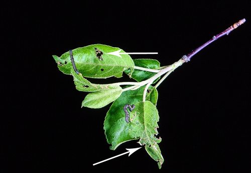 The larva (feeding on leaves) is pale green to dark brown with two yellow, longitudinal bands on the sides. 