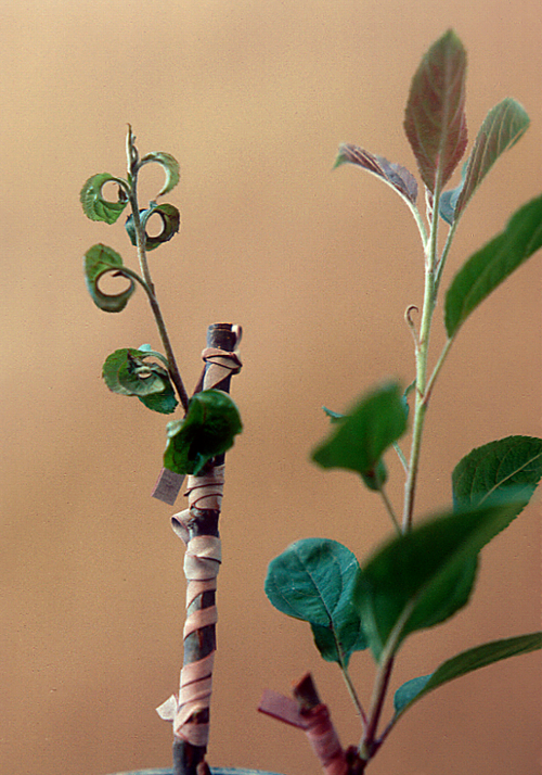 Apple stem pitting virus: Downward curving of leaves.