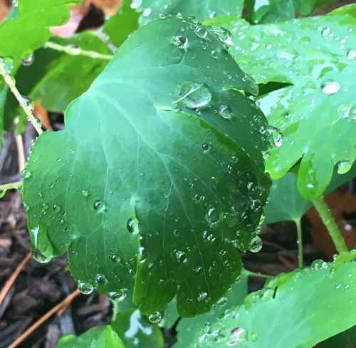 Columbine leaf