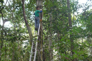 The ‘other side’ of Amazon forest drought: Could Amazon forest’s shallow water table areas act as climate change ‘refugia’?