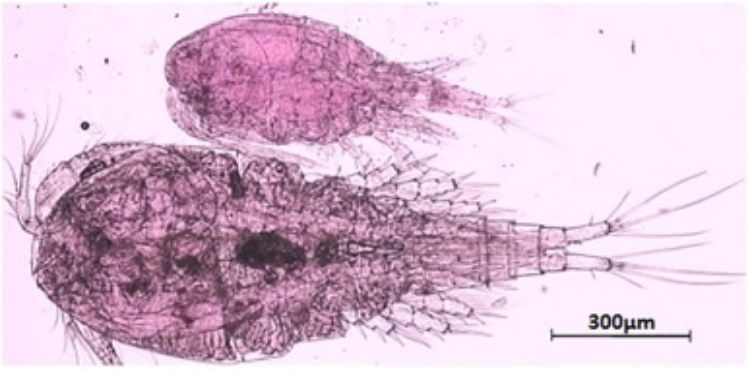 Dorsal view of nonnative Thermocyclops crassus female (top), dorsal view of native Mesocyclops edax female (bottom). Image: Journal of Great Lakes Research