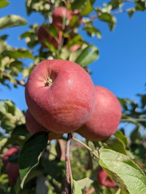 Apples hanging from a tree.