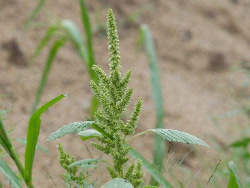  Redroot Pigweed6.jpg 