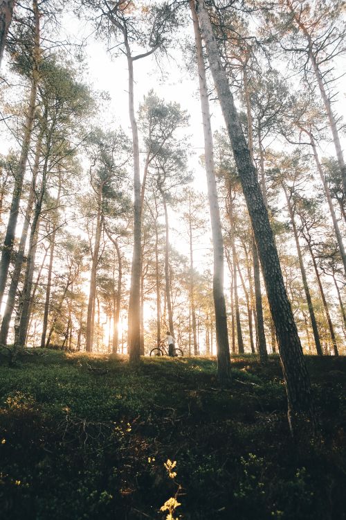 A far-away view of someone riding their bike in a forest at sunrise.