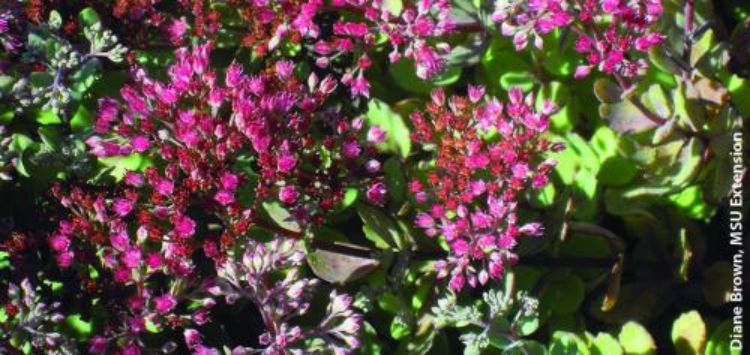 Sedum flower.