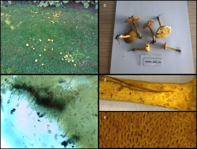 A) S. americanus growing in grass in a large cluster. B) Collected basidiocarps of ranging size and maturity. C) Spores and basidia, stained with Cotton Blue (400X). D) Stipe detail, showing slight scabrous texture. E) Hymenium detail, showing angular and irregular pore size.