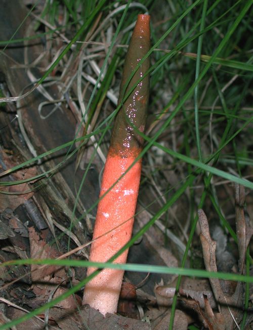 Dog stinkhorn fruiting bodies. Photo credit: Chris Evans, Illinois Wildlife Action Plan, Bugwood.org