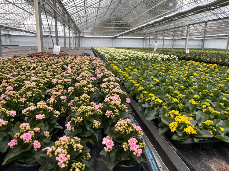 Different kinds of plants growing inside of a greenhouse.