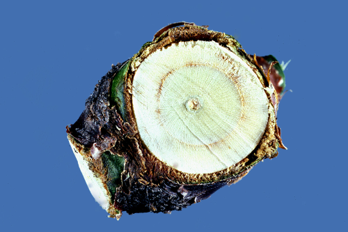  Trees may have dark streaks in the sapwood. 