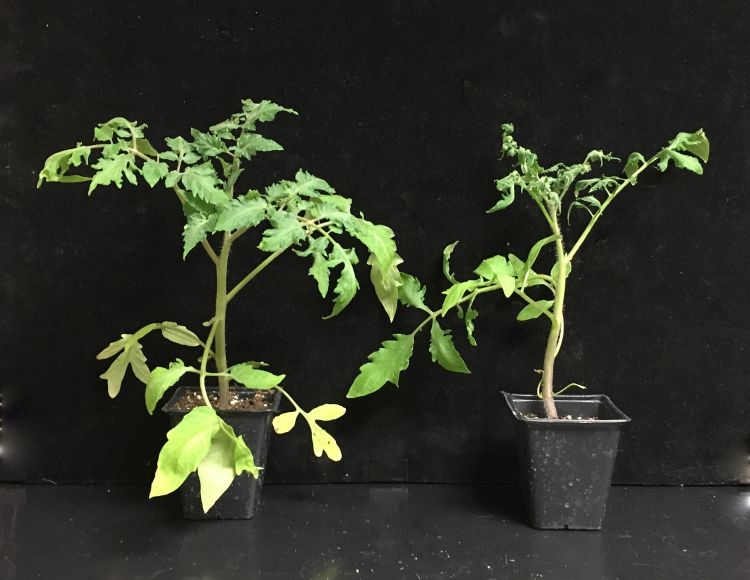 Tomato injured from ethylene exposure