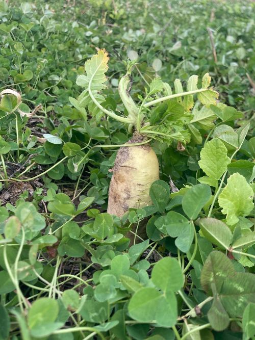 A mature daikon radish taproot emerging from a dense stand of red clover.