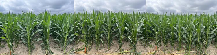 Three side-by-side images of short-stature corn hybrids planted in different row spacings.