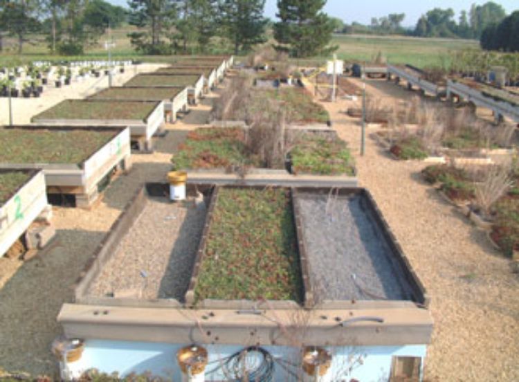 Brad Rowe oversees MSU green roof research.