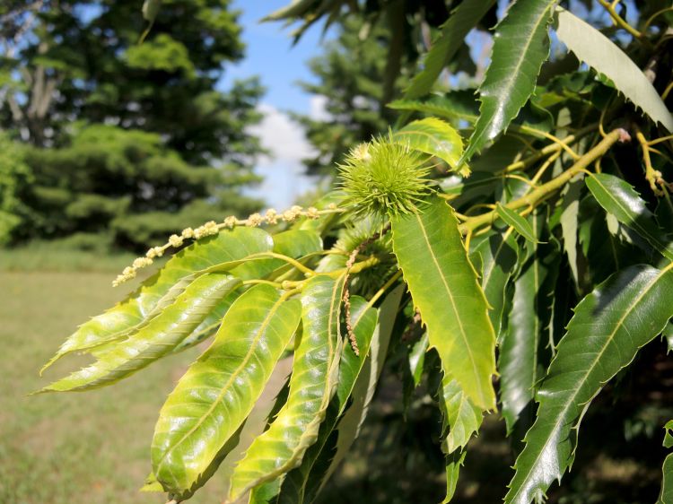 Chestnut development in northwest Michigan as of July 30, 2014. Photo credit: Erin Lizotte, MSU Extension