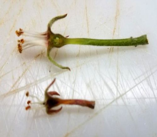 Frost damage and initial fruit set. Healthy (top) and damaged (bottom).