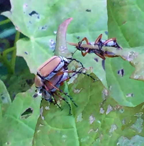 Rose chafers on a maple leaf. All photos: Patrick Voyle.