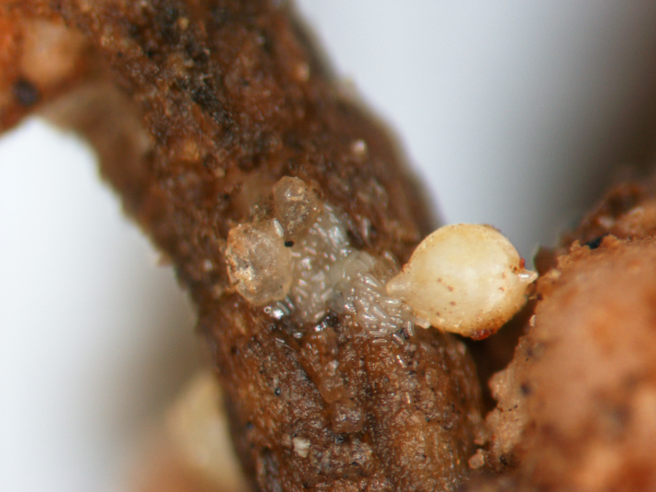 Soybean Cyst Nematode