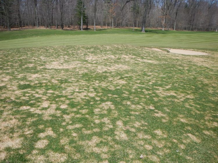 Snow mold on a golf course fairway