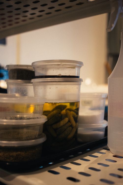 Clear, plastic food containers in fridge.