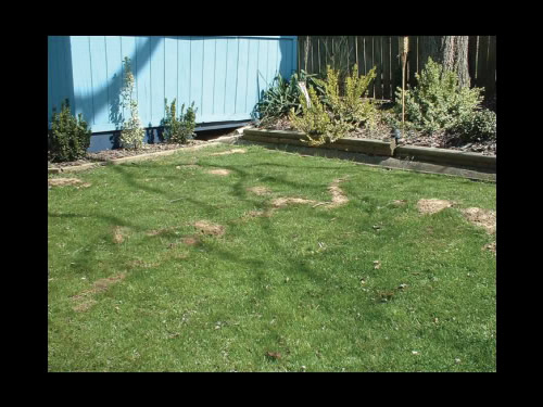 Raised burrows in grass from mole 