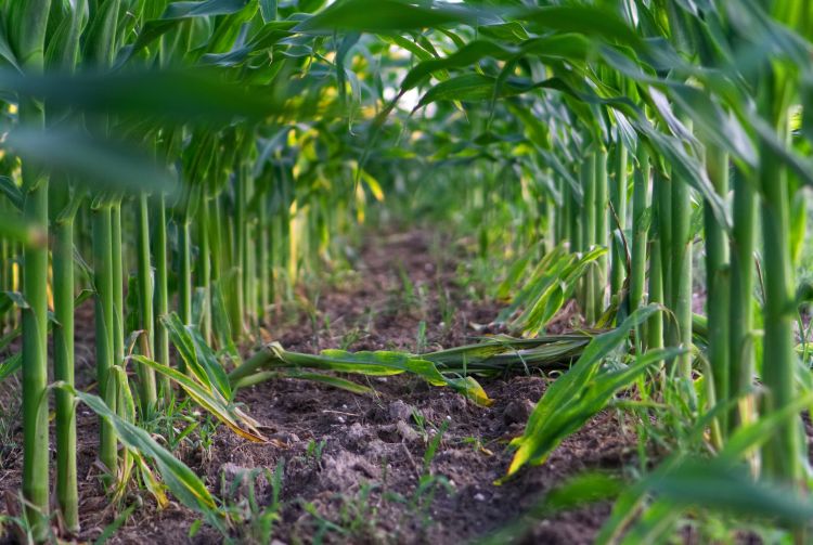 Corn field