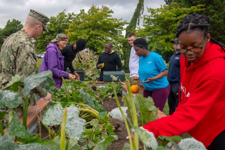 A group of veterans in a garden, picking vegetables.