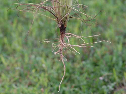 wild carrot7.jpg