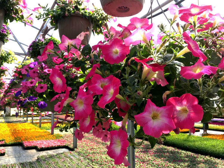 Flowers in greenhouse