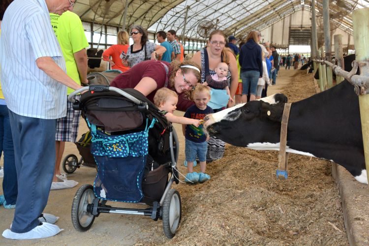 Child petting Holstein cow at Breakfast on the Farm.