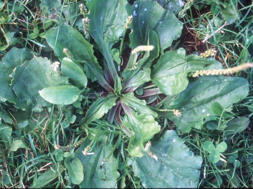  broadleaf plantain1.jpg 